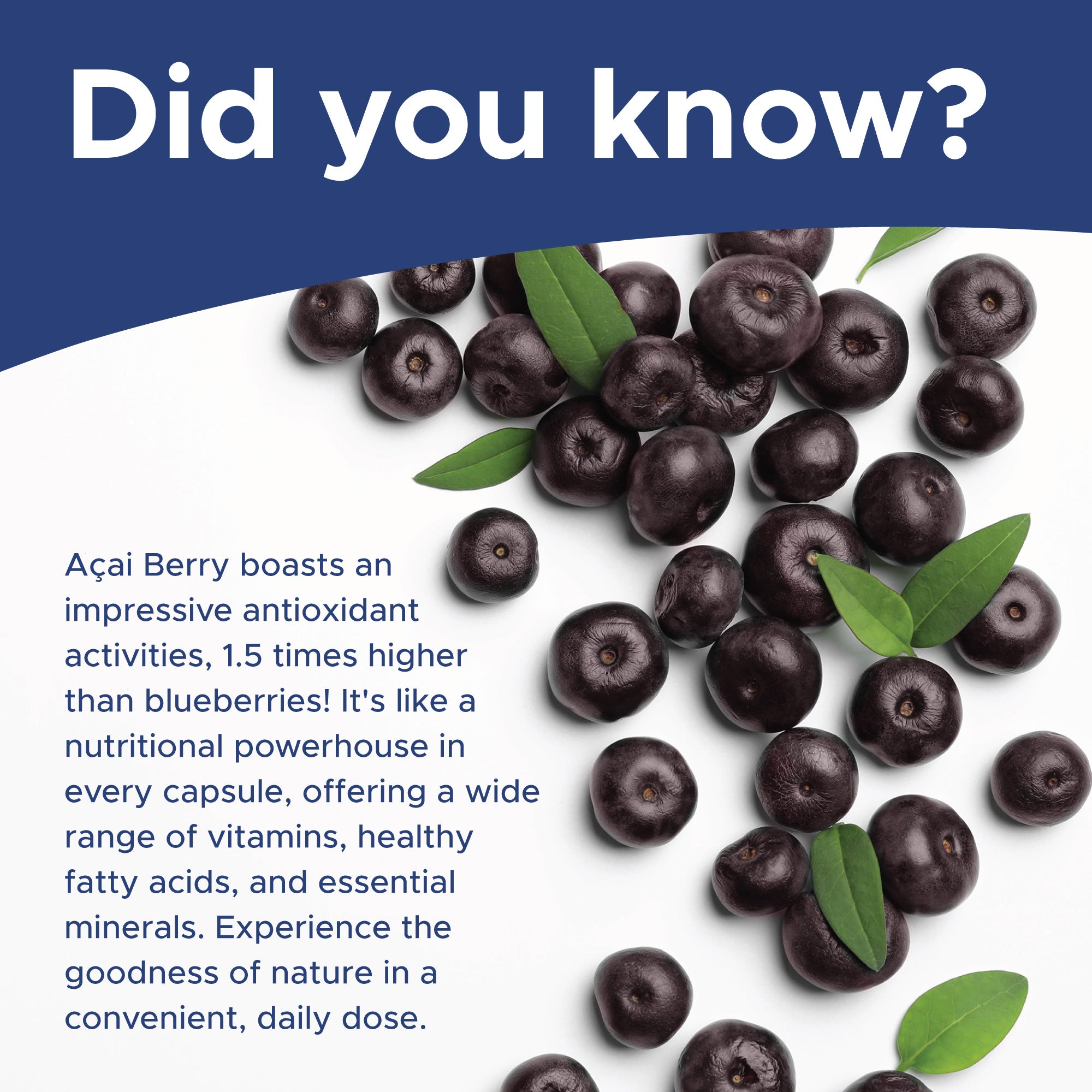 Acai Berry 500mg 120 Capsules